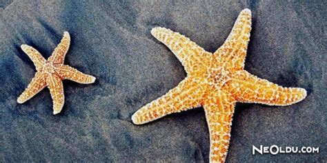 deniz yıldızı ne anlama gelir
